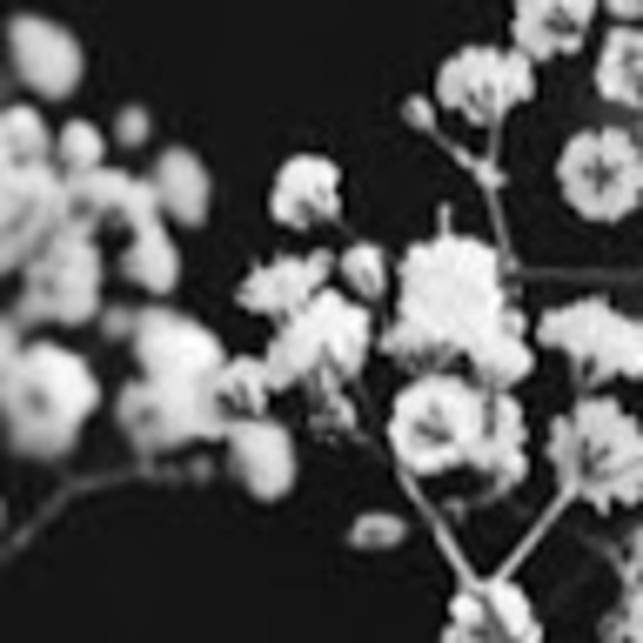 Meet your Posher, Emerson - Picture 1 of 1